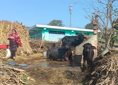 Farm Life in Himachal Pradesh
