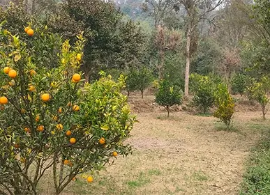fruits and vegetables farm in himalayas