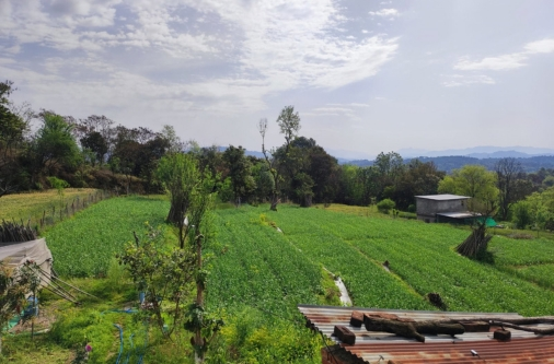 organic garlic pre-harvest stage