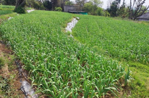 organic garlic pre-harvest stage