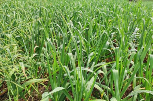 organic garlic pre-harvest stage
